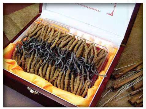 万秀冬虫夏草回收